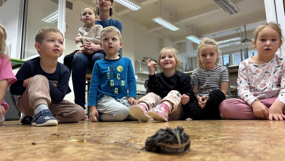 Veverky v Amosu u zvířátek